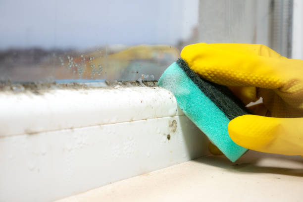 Why You Should Choose Our Mold Remediation Services in Portsmouth, VA